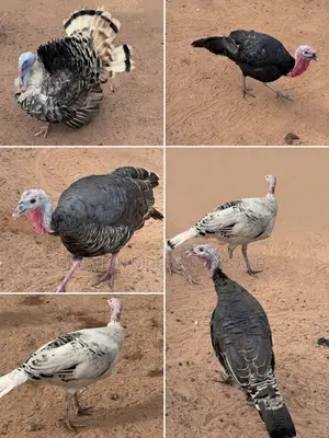 Tsuntsaye Masu Girma (Toms & Hens) - Kiwo & Nama