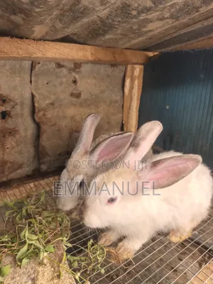 Rabbits for Sale - Chinchilla & New Zealand