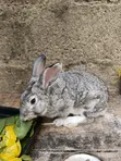 Rabbits for Sale - Chinchilla & New Zealand - 2