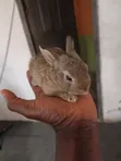 Rabbits for Sale - Chinchilla & New Zealand - 3