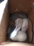 Rabbits for Sale - Chinchilla & New Zealand - 4