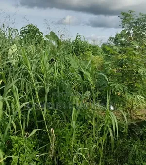 Filin Kasuwanci na Table Land don Siyarwa a Calabar