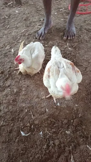 Kaji Masu Girma (Broiler) - Makonni 6-8