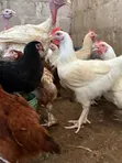 Dawakai Maza Guda 10 Da Suka Girma Don Siyayya - 2