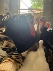 Dawakai Maza Guda 10 Da Suka Girma Don Siyayya - 3