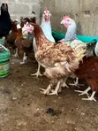 Dawakai Maza Guda 10 Da Suka Girma Don Siyayya - 4