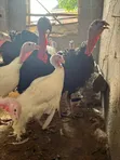 Dawakai Maza Guda 10 Da Suka Girma Don Siyayya - 5