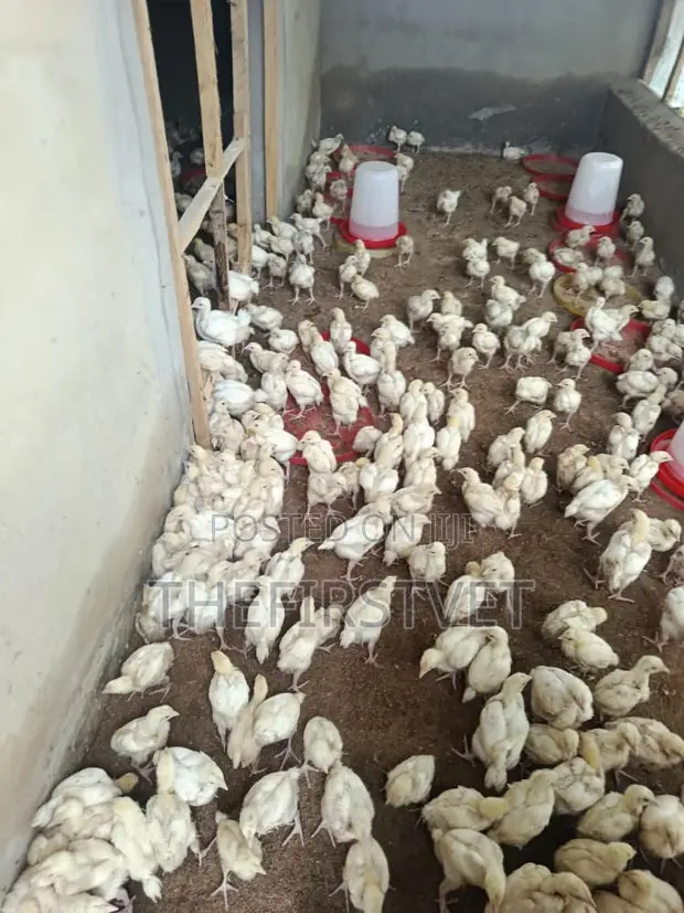 2-4 Weeks Old Chickens, Turkeys, Noilers & Broilers - 1