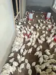 2-4 Weeks Old Chickens, Turkeys, Noilers & Broilers - 1
