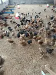 2-4 Weeks Old Chickens, Turkeys, Noilers & Broilers - 2