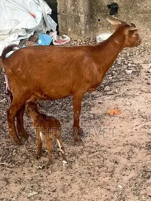 Akwai tumaki da awaki na Sahel da Red Sokoto