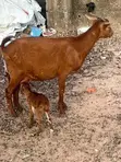 Akwai tumaki da awaki na Sahel da Red Sokoto - 1