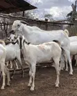 Akwai tumaki da awaki na Sahel da Red Sokoto - 2