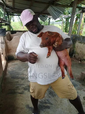 Duroc da Large White 'Yan Alade (Mako 5)