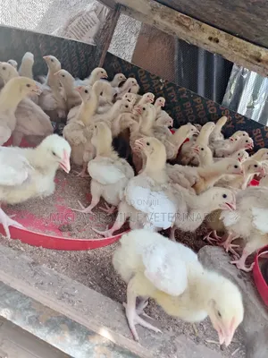 Broiler Chicks Na Makonni 2 Da Aka Ruga