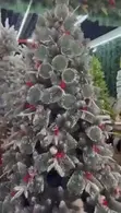 Bishiyar Kirsimeti ta Mistletoe Marvel - 6ft & 7ft - 2