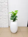 Artificial Palm Tree with Luxury White Vase - 5