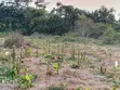 10 Acres Farmland for Rent in Ogun State - 2