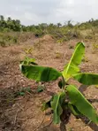 10 Acres Farmland for Rent in Ogun State - 4