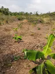 10 Acres Farmland for Rent in Ogun State - 5