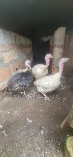 Four Turkeys Available (1 Broiler, 3 Local)