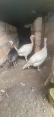 Four Turkeys Available (1 Broiler, 3 Local) - 2