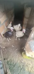 Four Turkeys Available (1 Broiler, 3 Local) - 3