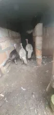 Four Turkeys Available (1 Broiler, 3 Local) - 4