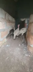 Four Turkeys Available (1 Broiler, 3 Local) - 5