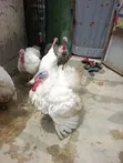 Kaji Masu Kyau na Turkiyya - Watan Shekara 8 - 2