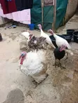 Kaji Masu Kyau na Turkiyya - Watan Shekara 8 - 3