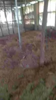 Rinjiyar Kaji don Hayarwa - 2k Karfin Broiler - 3