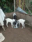 Sahel Akuya da Tagwaye - 2