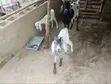 Sahel Akuya da Tagwaye - 4
