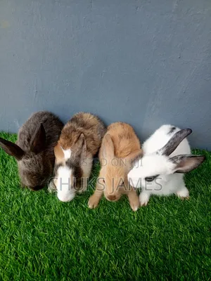 Breeding Rabbits for Sale