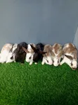 Breeding Rabbits for Sale - 2