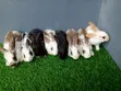 Breeding Rabbits for Sale - 3
