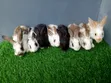 Breeding Rabbits for Sale - 4