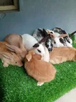 Breeding Rabbits for Sale - 5