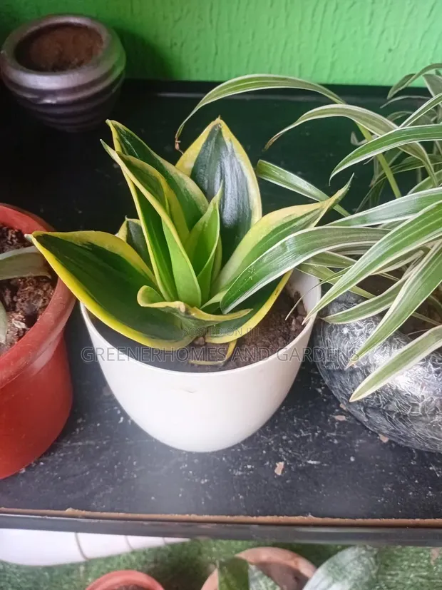 Dwarf Snake Plant - 1