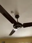 Neatly Used Ox Ceiling Fan - 2