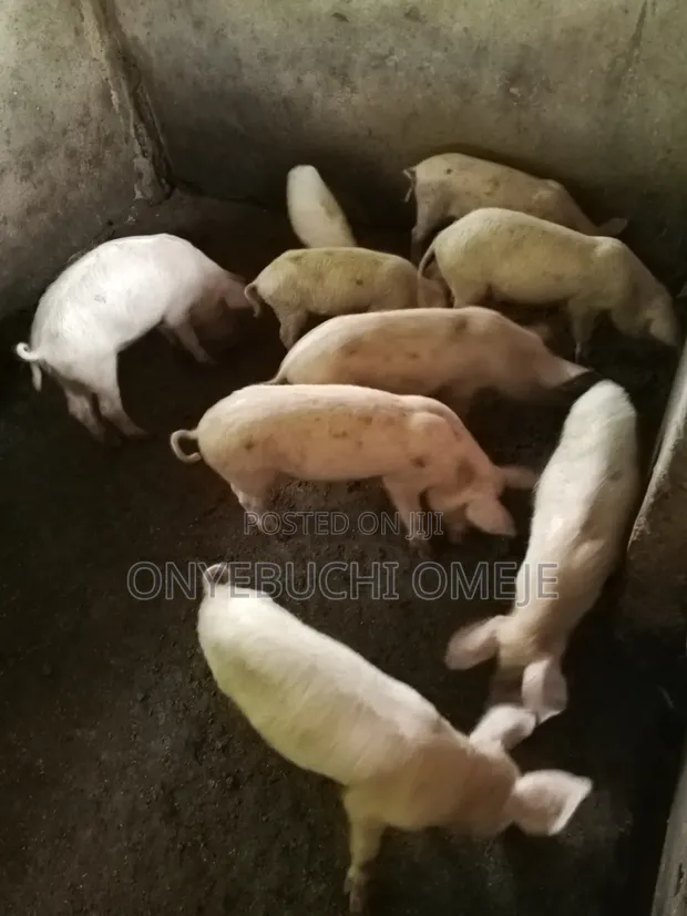 Large White Piglets (10 Weeks Old) - 1
