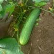 Kokumba Sabo - 2