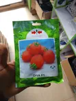 Diva F1 Hybrid Tomato Seeds (50g) - 1