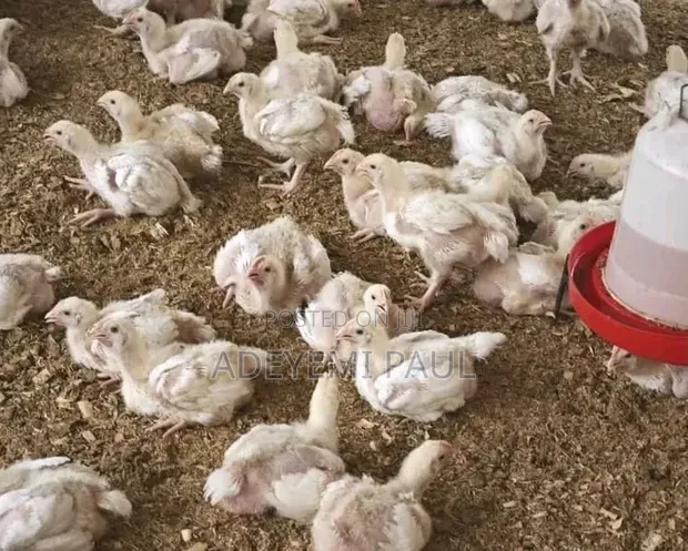 DeTee's Enterprises: Day-Old to 4-Week Broiler, Noiler, Turkey Chicks - 1