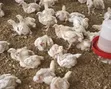 DeTee's Enterprises: Day-Old to 4-Week Broiler, Noiler, Turkey Chicks - 1