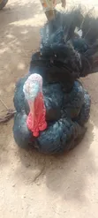 DeTee's Enterprises: Day-Old to 4-Week Broiler, Noiler, Turkey Chicks - 2