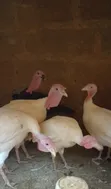 DeTee's Enterprises: Day-Old to 4-Week Broiler, Noiler, Turkey Chicks - 3
