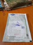 DAKAR F1 Hybrid Cucumber Seeds (50g) - 2