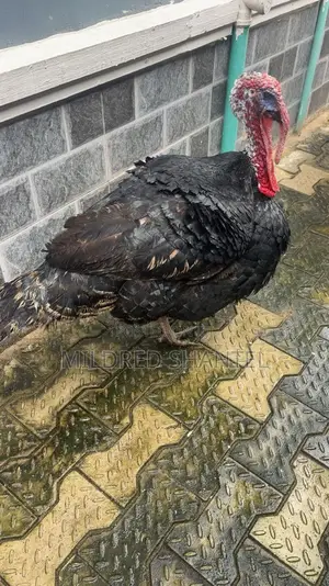 Male and Female Turkeys for Sale
